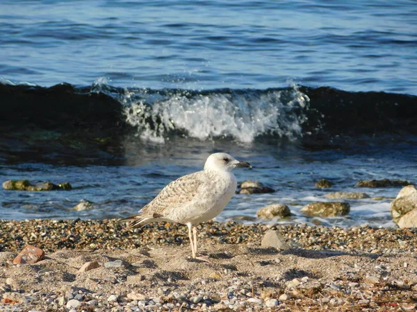 Una Joven Gaviota Cerca Orilla Del Mar Glyfada Grecia —  Fotos de Stock