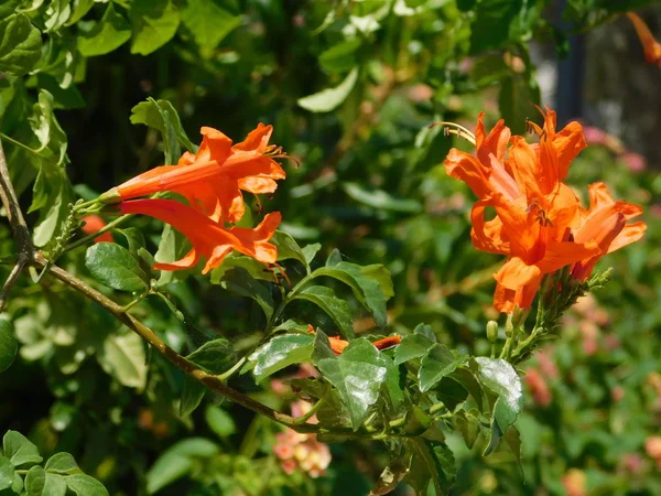 Мыс Жимолость Tecomaria Capensis Оранжево Красные Цветы — стоковое фото