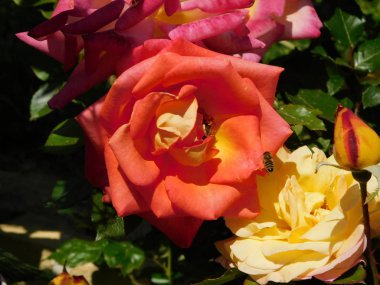 Güzel bir kırmızı ve sarı gül ve bahar bal arısı