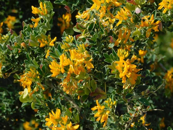 Medicago arborea veya ay trefoil veya yonca arborea, yabani bir bitki ile sarı çiçek