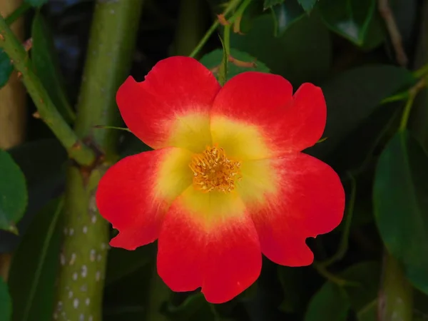 Roter Und Gelber Rosa Cocktail Oder Meimick Strauchrose — Stockfoto