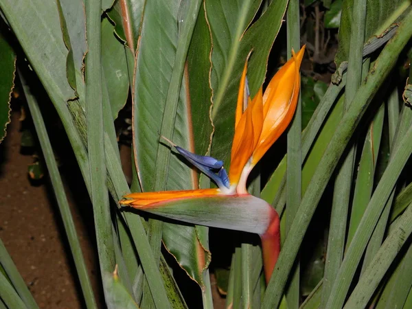 Uma Bela Flor Guindaste Pássaro Paraíso Strelitzia Reginae — Fotografia de Stock