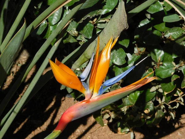 A beautiful crane flower, or bird of paradise, or strelitzia reginae
