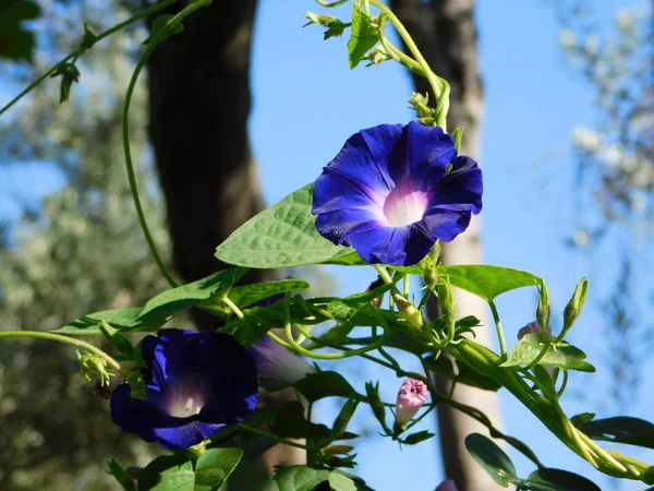 Утренняя Слава Ijoea Purpurea Фиолетовым Цветам Парке Афинах Греция — стоковое фото