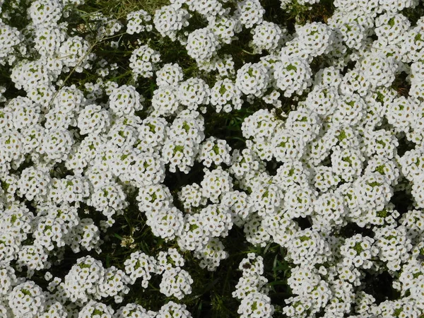 Tatlı alyssum veya lobularia maritima, beyaz çiçek kümeleri