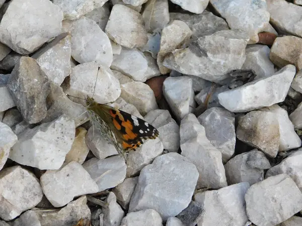 Une Dame Peinte Vanessa Cardui Papillon Sur Gravier Blanc — Photo