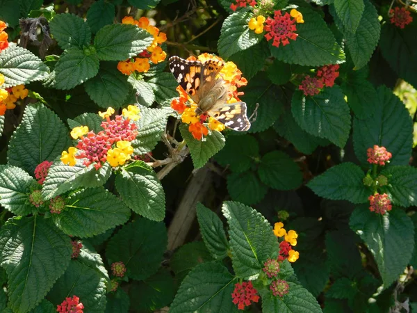 Painted Lady Nebo Vanessa Cardui Motýl Lantana Camara Květiny — Stock fotografie