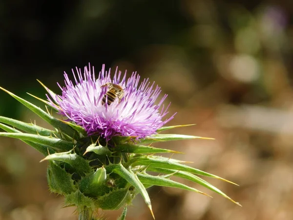 Süt thistle veya cardus marianus veya silybum marianum ve bal arısı ya da apis mellifera