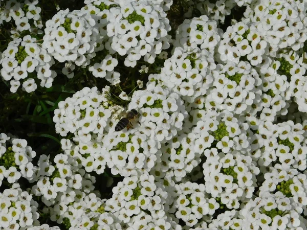 Tatlı alyssum veya lobularia maritima, beyaz çiçek kümeleri ve bir bal arısı veya apis mellifera