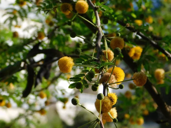 Tatlı akasya veya farnesiana, yapraklar ve çiçekler, Attica, Yunanistan
