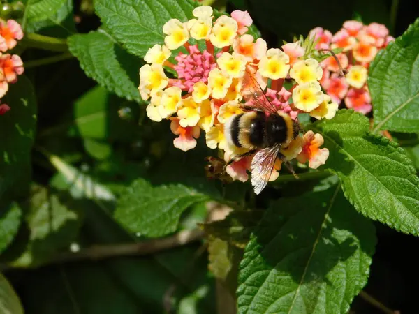 Lantana camara çiçek ve bumble bee veya bombus terrestris Attica, Yunanistan