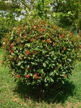 Yunanistan 'ın Attica kentindeki bir parkta kırmızı ve yeşil yapraklı bir fotinia fraseri kırmızısı Robin çalısı