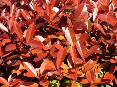 Fotinia fraseri kırmızı ardıç kuşu yaprakları