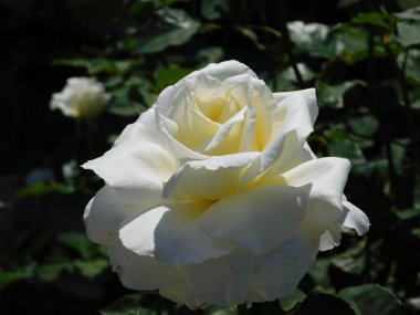 Güzel bir beyaz gül