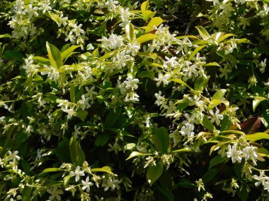 Yasemin veya jasminum officinale asma ve beyaz çiçekler bahar