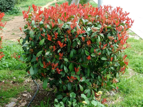 Eine Photinia Fraseri Rotkehlchenstrauch Mit Roten Und Grünen Blättern Einem — Stockfoto