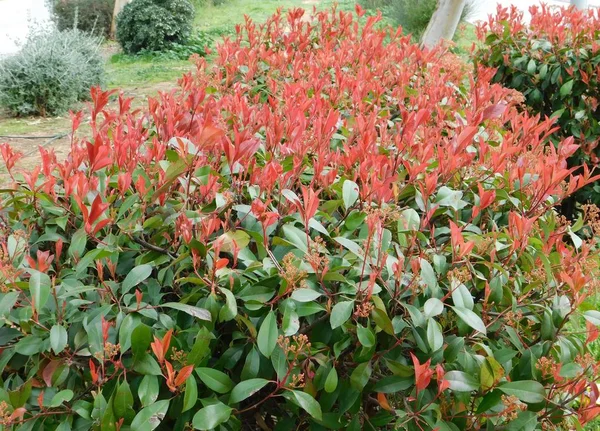 Yunanistan 'ın Attica kentindeki bir parkta kırmızı ve yeşil yapraklı bir fotinia fraseri kırmızısı Robin çalısı
