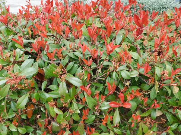 Yunanistan 'ın Attica kentindeki bir parkta kırmızı ve yeşil yapraklı bir fotinia fraseri kırmızısı Robin çalısı