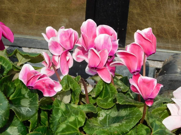 Cyclamen persicum plant with pink, white, flowers