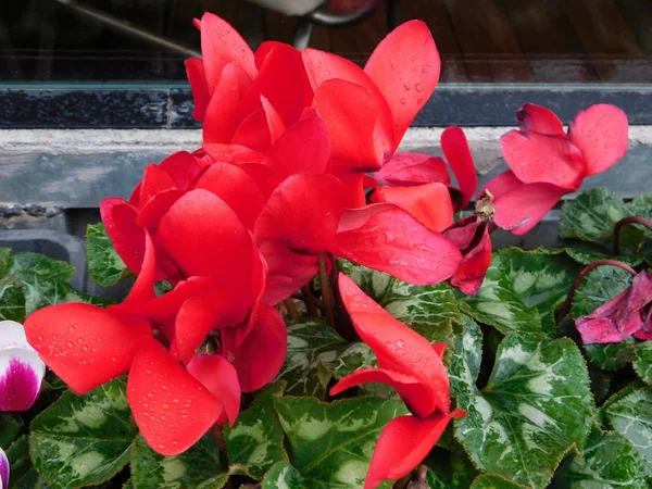 Ciclamen Griego Cyclamen Graecum Planta Con Flores Rojas —  Fotos de Stock