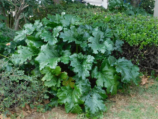 Ursos Faias Ostra Planta Acanthus Mollis Folhagem Atenas Grécia — Fotografia de Stock