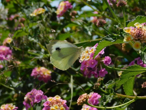 Liten Vit Eller Pieris Rapae Fjäril Lantana Camara Blommor — Stockfoto