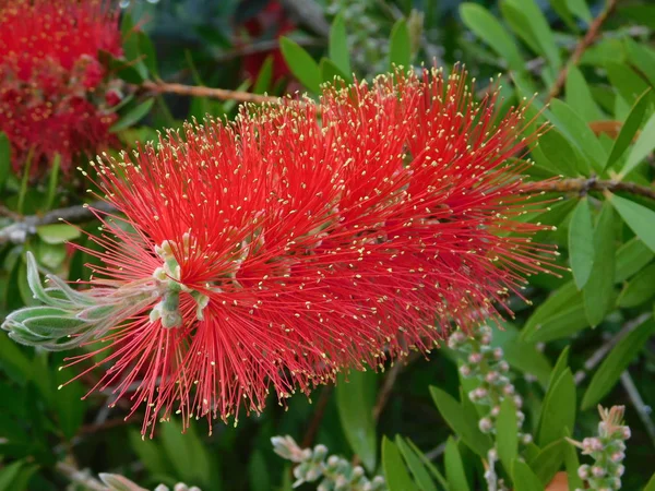 Bottlebrush veya melaleuca citrina veya callistemon citrinus kırmızı çiçek