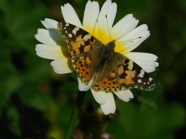 Une Dame Peinte Vanessa Cardui Papillon Sur Une Marguerite Couronne — Photo