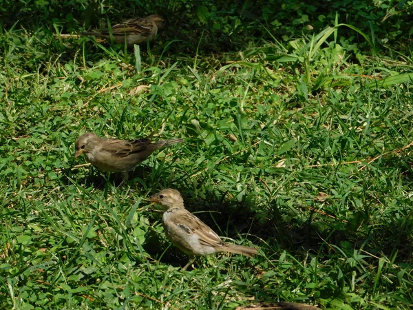 Huis Mussen Passer Domesticus Een Park Attica Griekenland — Stockfoto