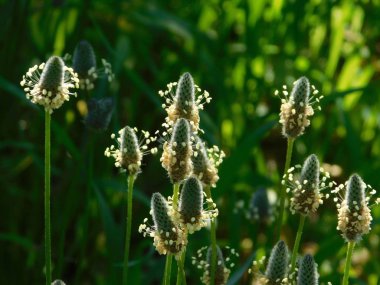 Mart 2019, Attica, Yunanistan. Ribwort muz veya dar yapraklı sinirli ot, kır çiçekleri, deniz kıyıya yakın
