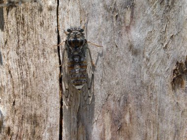 Bir böceği mordoganensis veya orni, ağaca, Attica, Yunanistan, yaz