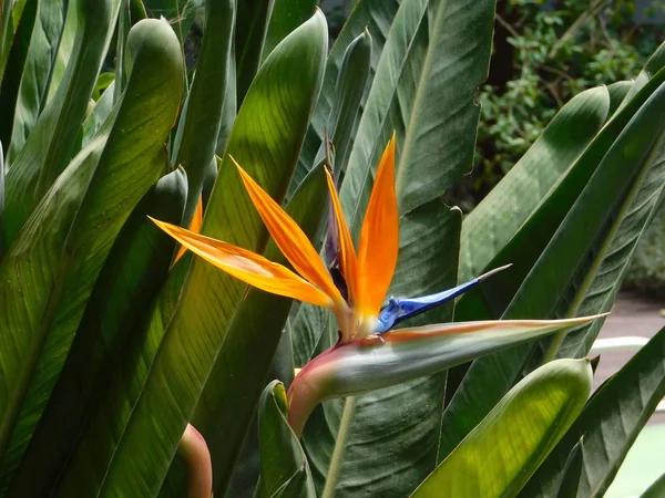 Piękny Kwiat Żurawia Rajski Ptak Lub Strelitzia Reginae — Zdjęcie stockowe