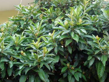 Bir loquat veya eriobotrya japonica ağacı, sonbaharda, çiçek açmadan önce, Glyfada, Yunanistan