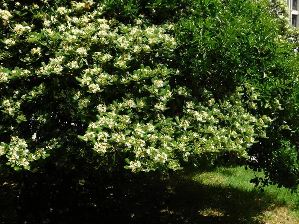 Madera Aserrada Japonesa Floreciente Laurel Australiano Árbol Pittosporum Tobira Atenas —  Fotos de Stock