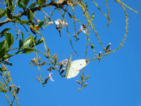 Petit Papillon Blanc Pieris Rapae Sur Une Fleur Ciel Duranta — Photo