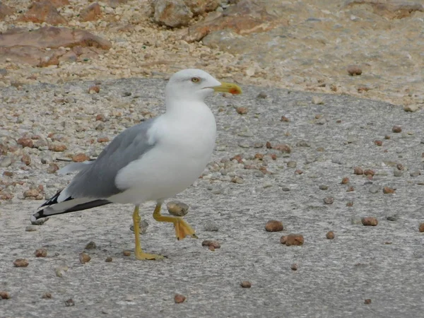 Octubre 2018 Vouliagmeni Grecia Una Gaviota Patas Amarillas Larus Michahellis —  Fotos de Stock