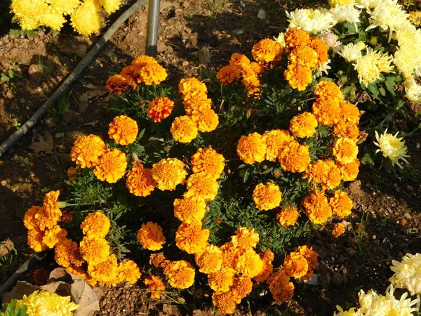 Mexican African Marigold Tagetes Erecta Yellow Orange Flowers Park Attica — Stock Photo, Image