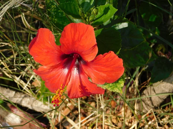 Flor Hibisco Rojo Atenas Grecia — Foto de Stock