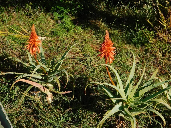 Rośliny Aloe Vera Pomarańczowe Kwiaty Ogrodzie Glyfada Attyka Grecja — Zdjęcie stockowe