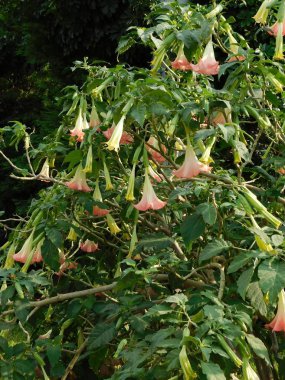 Yunanistan 'ın Glyfada kentinde, baharda meleklerin trompeti ya da çiçekli Brugmanya ağacı