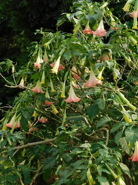 Yunanistan 'ın Glyfada kentinde, baharda meleklerin trompeti ya da çiçekli Brugmanya ağacı