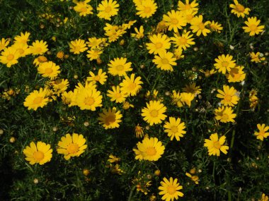 Yabani sarı, marguerite papatyalar, veya argyranthemum frutescens, bir bahar alanında, Attica, Yunanistan