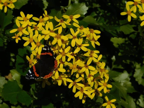 Terrain Rampant Senecio Angulatus Fleurs Jaunes Amiral Rouge Vanessa Atalanta — Photo