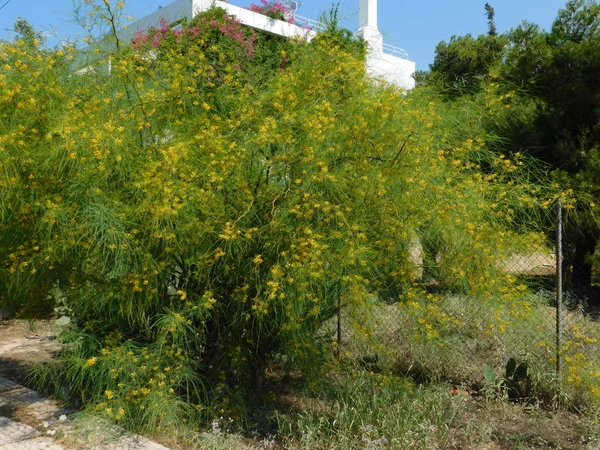 Palo Verde Jerusalén Espina Árbol Parkinsonia Aculeata Floreciendo Con Flores —  Fotos de Stock