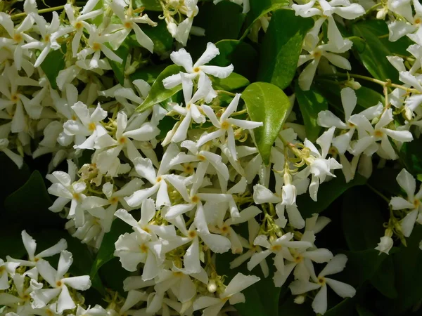 Jižní Jasmín Nebo Rhynchospermum Jasminoides Květiny — Stock fotografie