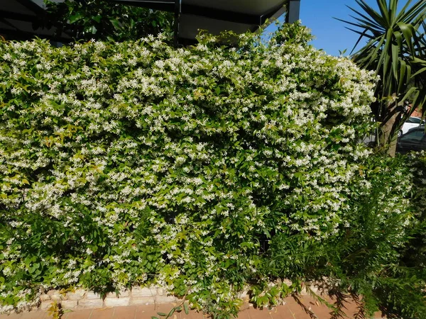 Jasmin Étoilé Méridional Rhynchospermum Jasminoides Pleine Floraison Recouvrant Mur — Photo