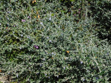 Yunanistan 'ın Glyfada kentinde çalılık Alman veya Teucrium meyveleri yetiştiriliyor