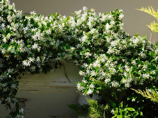 Açan Güney yasemini, ya da Rhynchospermum Jasminoides, sarmaşık, bir kapının üstünde