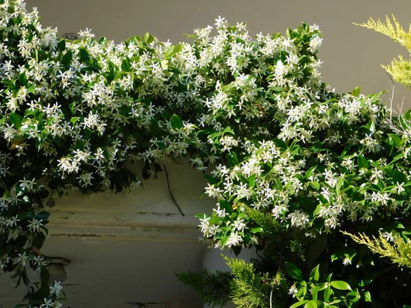 Floração Jasmim Sul Rhynchospermum Jasminoides Videira Sobre Uma Porta — Fotografia de Stock