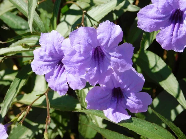 Meksika petunyası ya da BlueBell veya Ruellia Simplex, mor çiçekler.